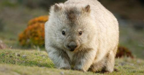 Este es el único animal del mundo que tiene heces con forma de cubo y los científicos descubren por qué