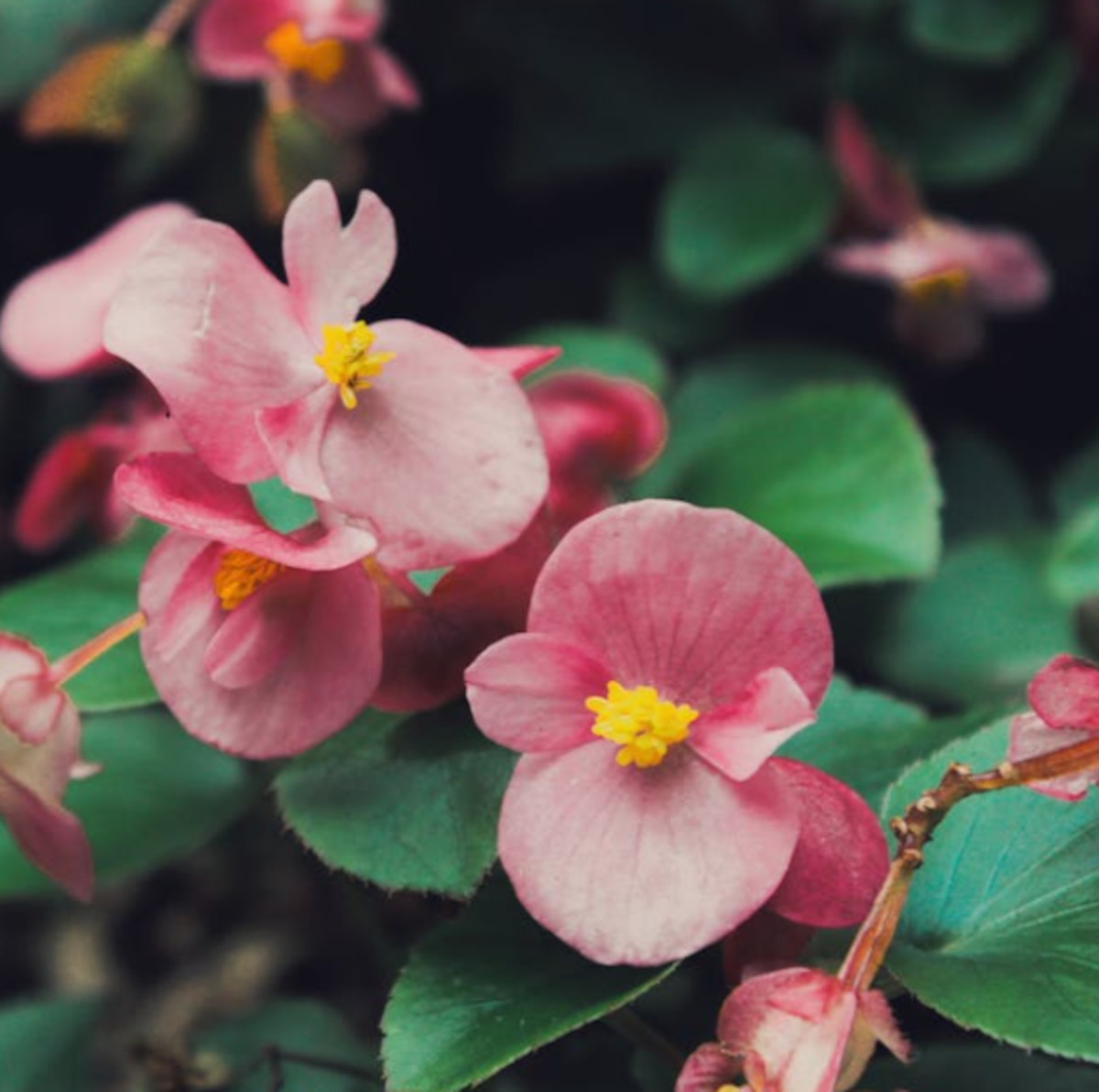 begonia