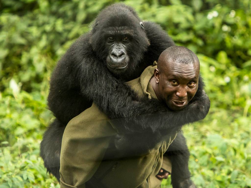 virunga virunga