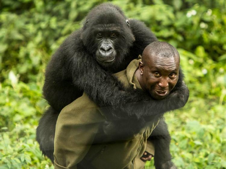 virunga