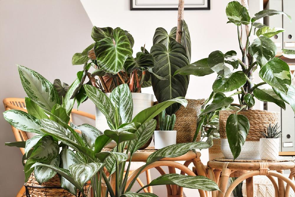 Las 9 plantas de interior, resistentes y muy fáciles de cuidar | Bioguia