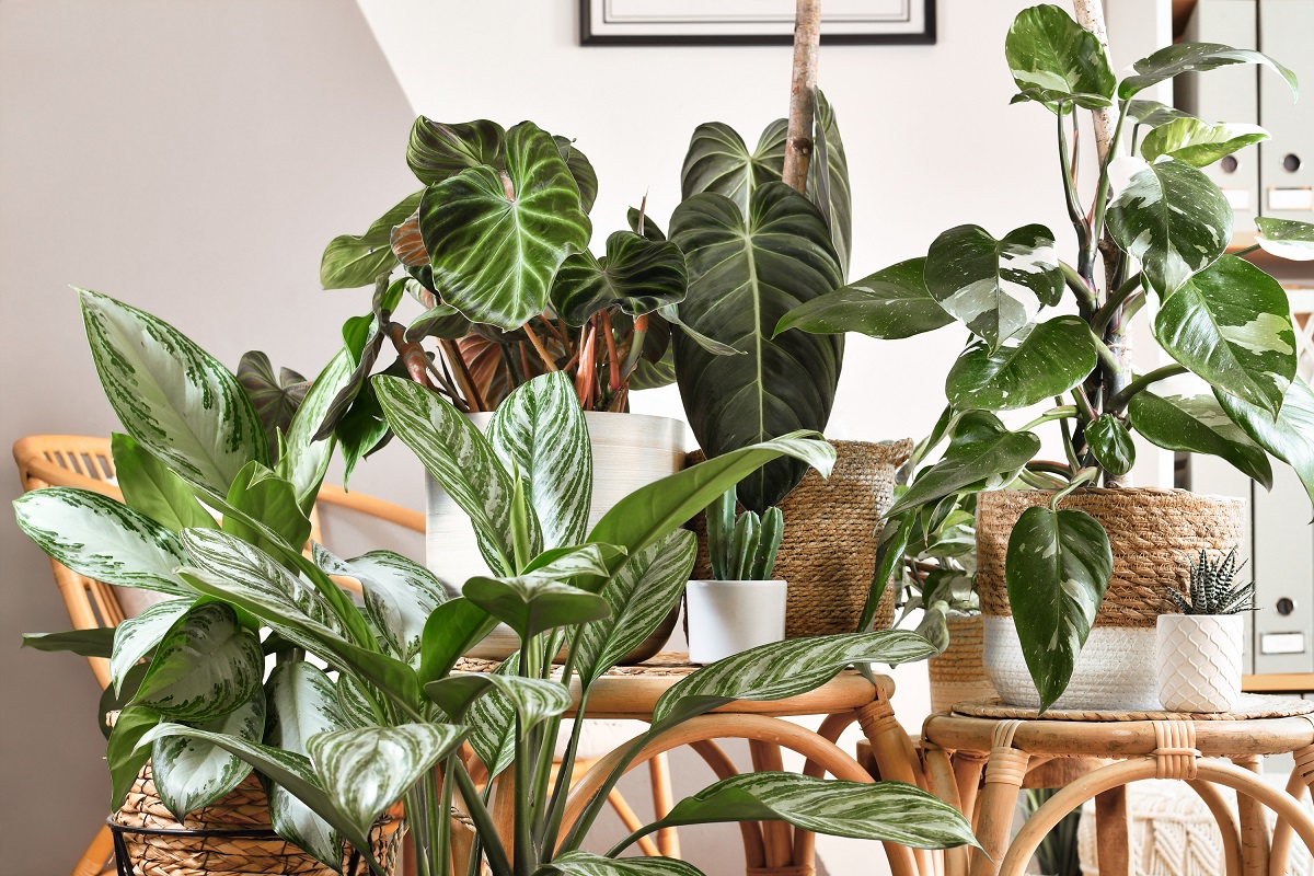 Las 9 Plantas De Interior Resistentes Y Muy F ciles De Cuidar Bioguia Las 9 Plantas De Interior Resistentes Y Muy F ciles De Cuidar Bioguia