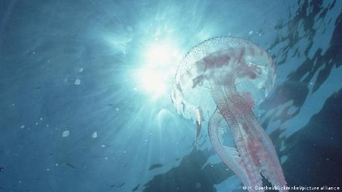 61181772_303 61181772_303