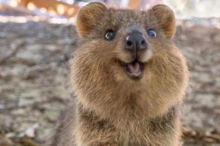 kuotta El quokka está catalogado como “vulnerable” en la Lista Roja de la UICN. Aunque la población en Rottnest Island se mantiene estable, en el continente australiano ha desaparecido de más del 50% de su rango original. (Pinterest)