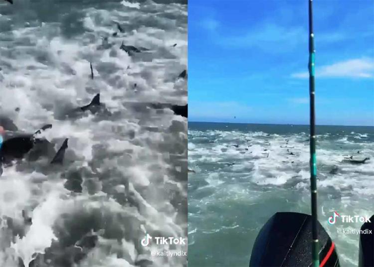 tiburones2 tiburones2