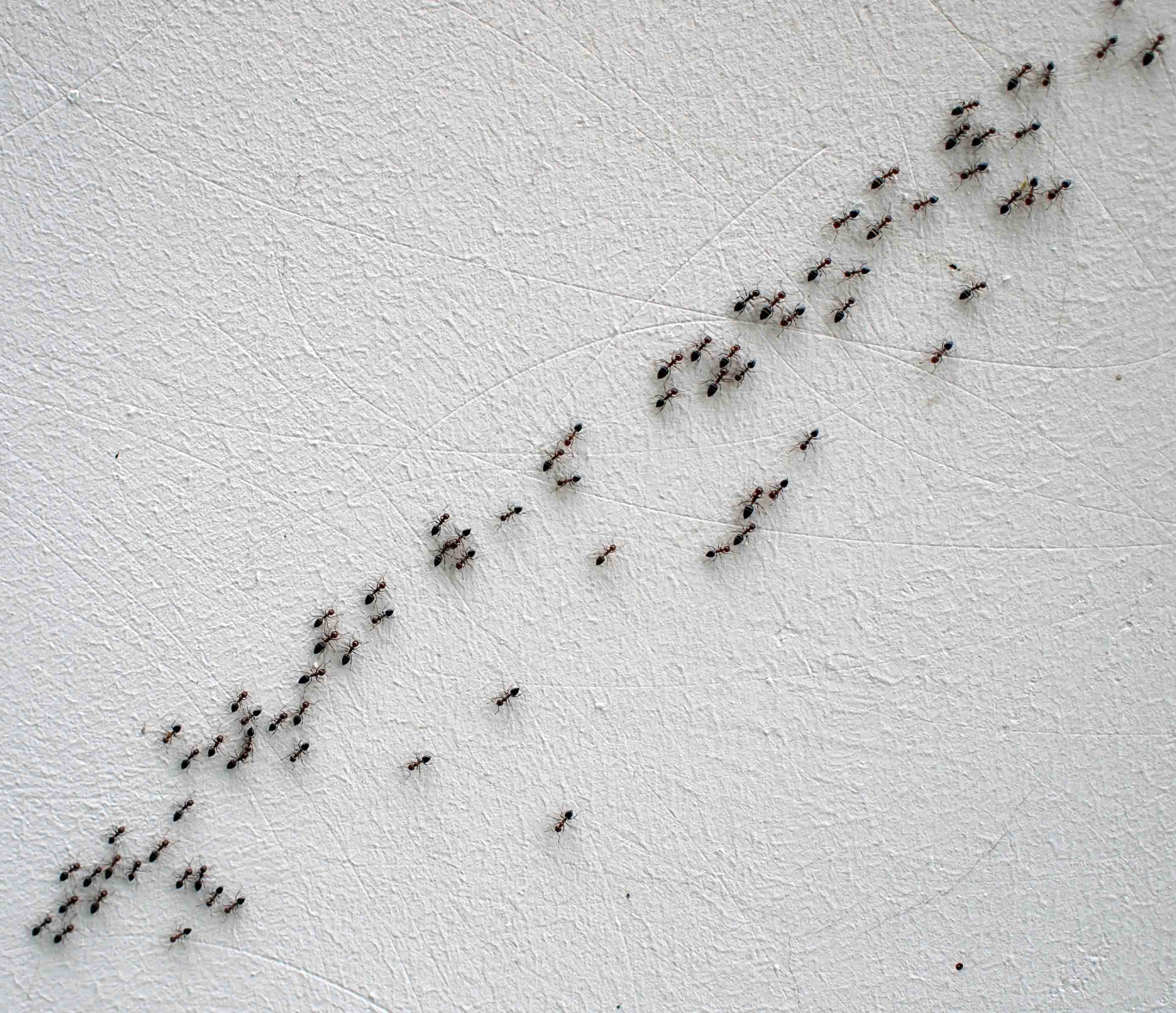 hormigas