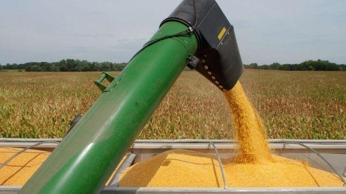 Rusia es el mayor exportador de maíz de toda la Unión Europea