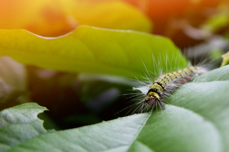 oruga hojas Una oruga sobre una hoja