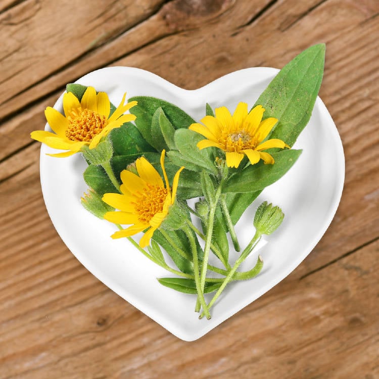 arnica flores de arnica sobre un plato en forma de corazón