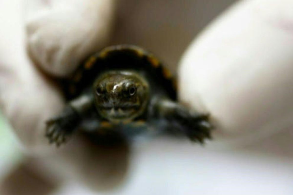 tortuga