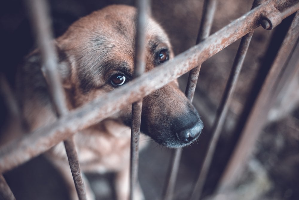 Cómo Es La Ley De Protección Animal Que Aprobó El Salvador | Bioguia