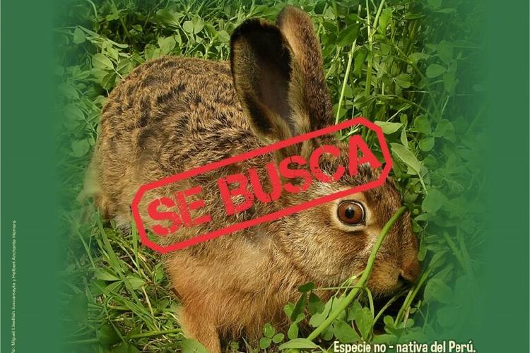 campana liebre SERFOR 768x512 campana liebre SERFOR 768x512