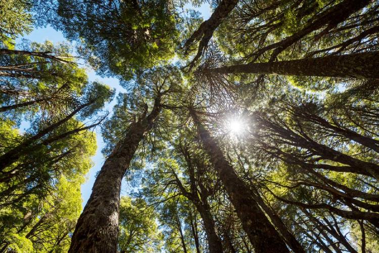 Araucarias Araucarias