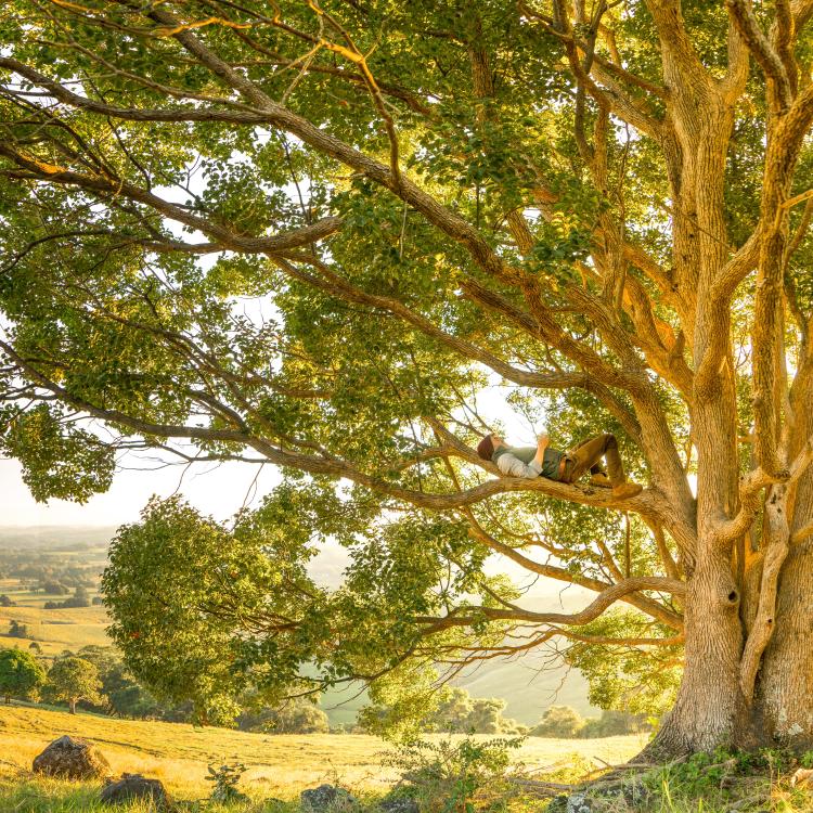 Hombre sentado en árbol Hombre sentado en árbol