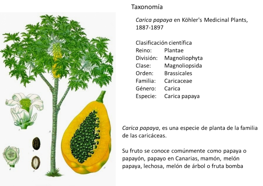 La papaya es originaria de Mesoamérica La papaya es originaria de Mesoamérica