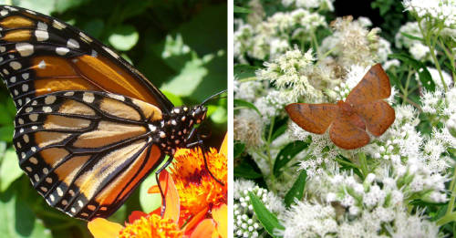 jardin mariposas ciudad