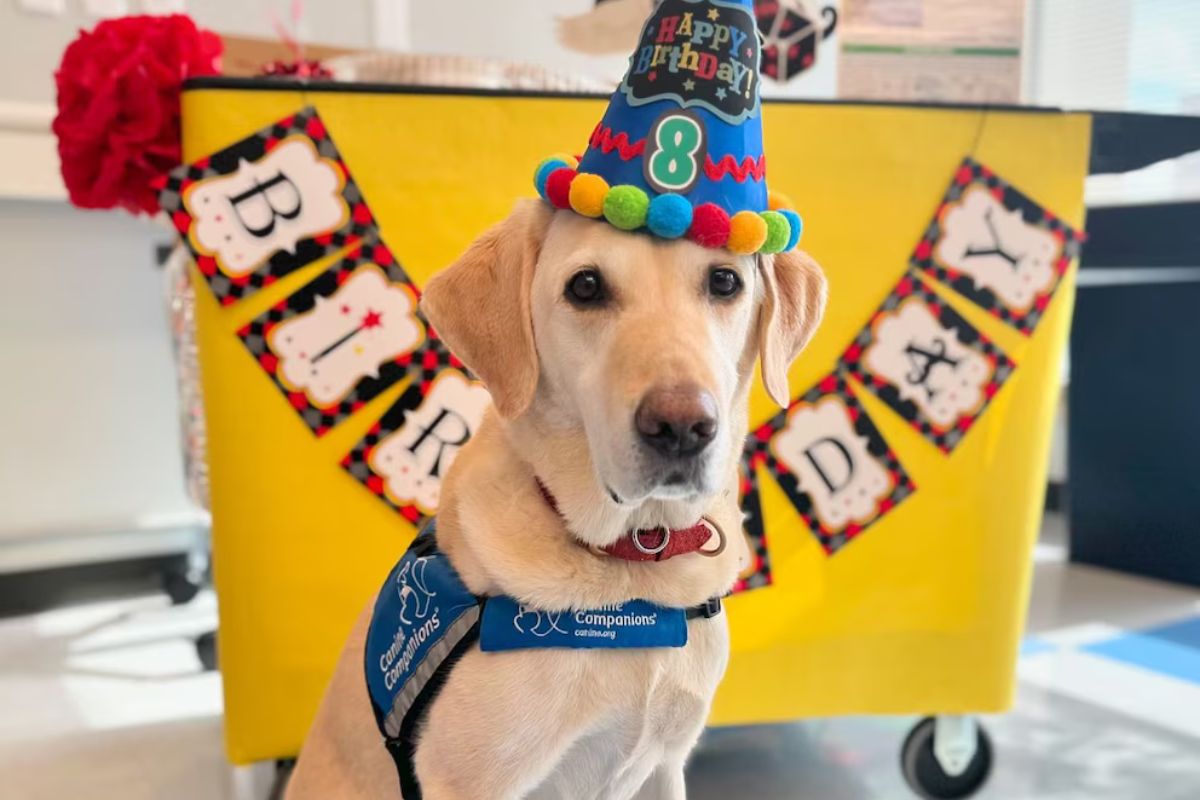 Conocido por su carácter solidario para reconfortar a los pacientes, este perro se hizo viral por el emotivo festejo