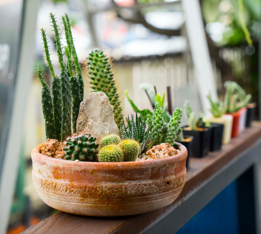 macetas de cactus en hogar oficina