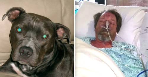 Un lametazo de perro hizo que este hombre perdiera sus piernas. ¿Cómo pudo suceder?