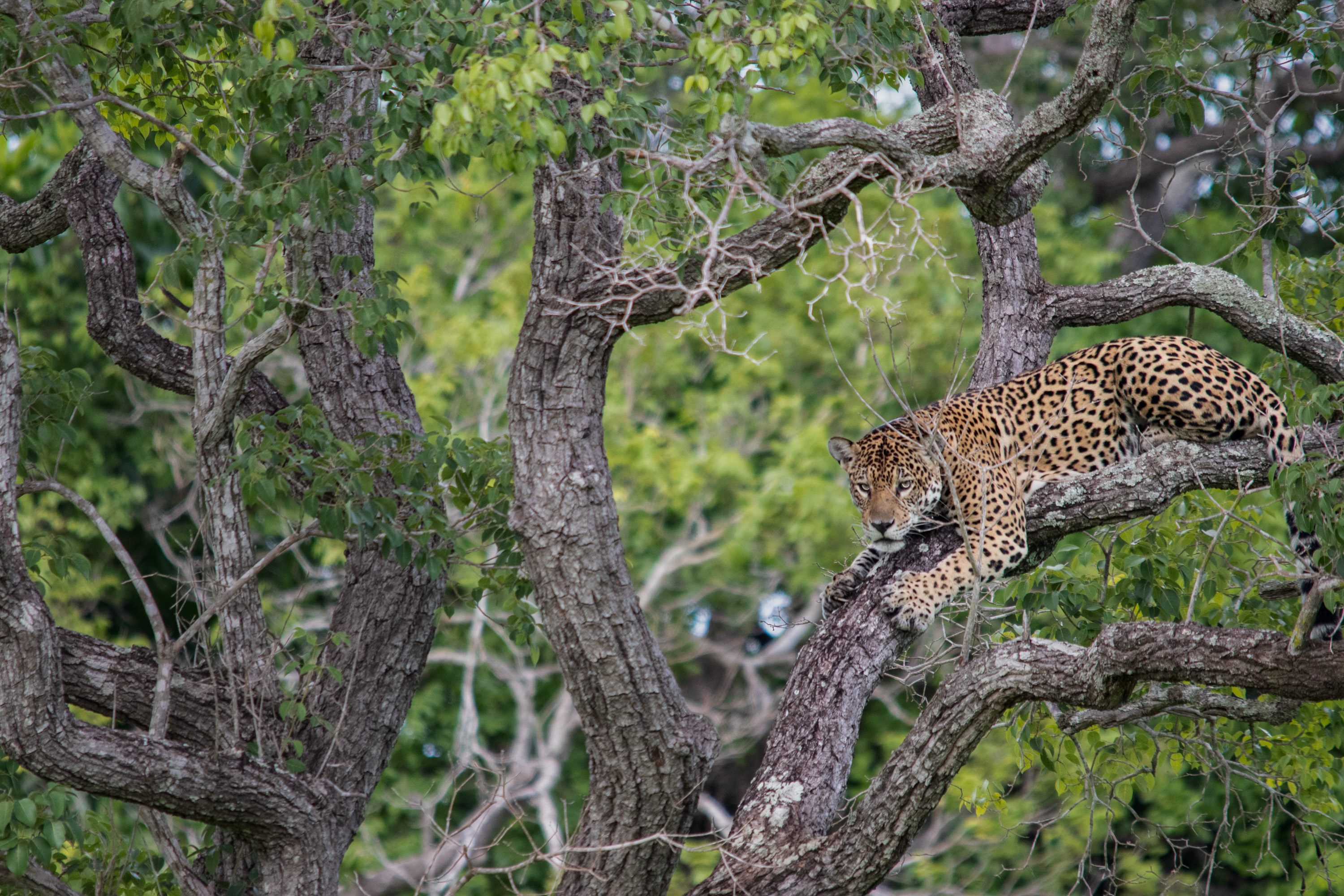 Yaguareté Crédito Eduardo Fragoso Greenpeace (15) Yaguareté Crédito Eduardo Fragoso Greenpeace (15)