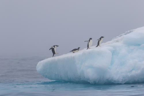 Pingüinos en la Península Antártica Crédito de foto Leandro Herrainz Pingüinos en la Península Antártica Crédito de foto Leandro Herrainz