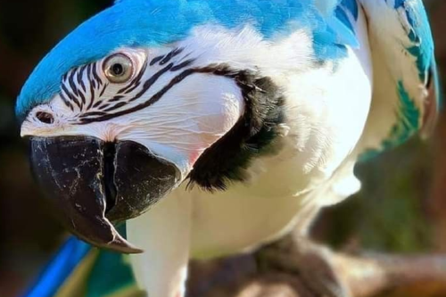 guacamayo Imagen: Pinterest