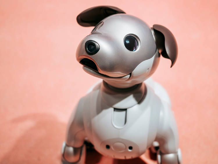 perro robot perro robot
