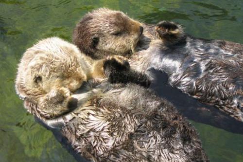 nutrias Imagen: Pinterest