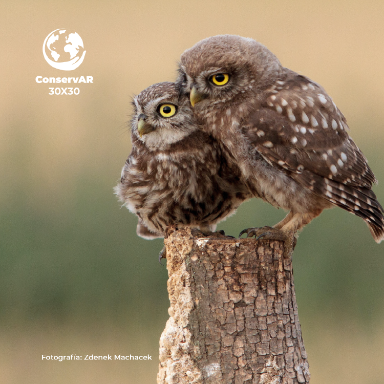 POST 6 MAYO_Mesa de trabajo 1 POST 6 MAYO_Mesa de trabajo 1