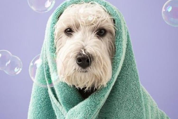 baño perro El cepillado frecuente es clave para mantener el pelo sano, prevenir enfermedades cutáneas y detectar posibles problemas a tiempo. (PINTEREST)