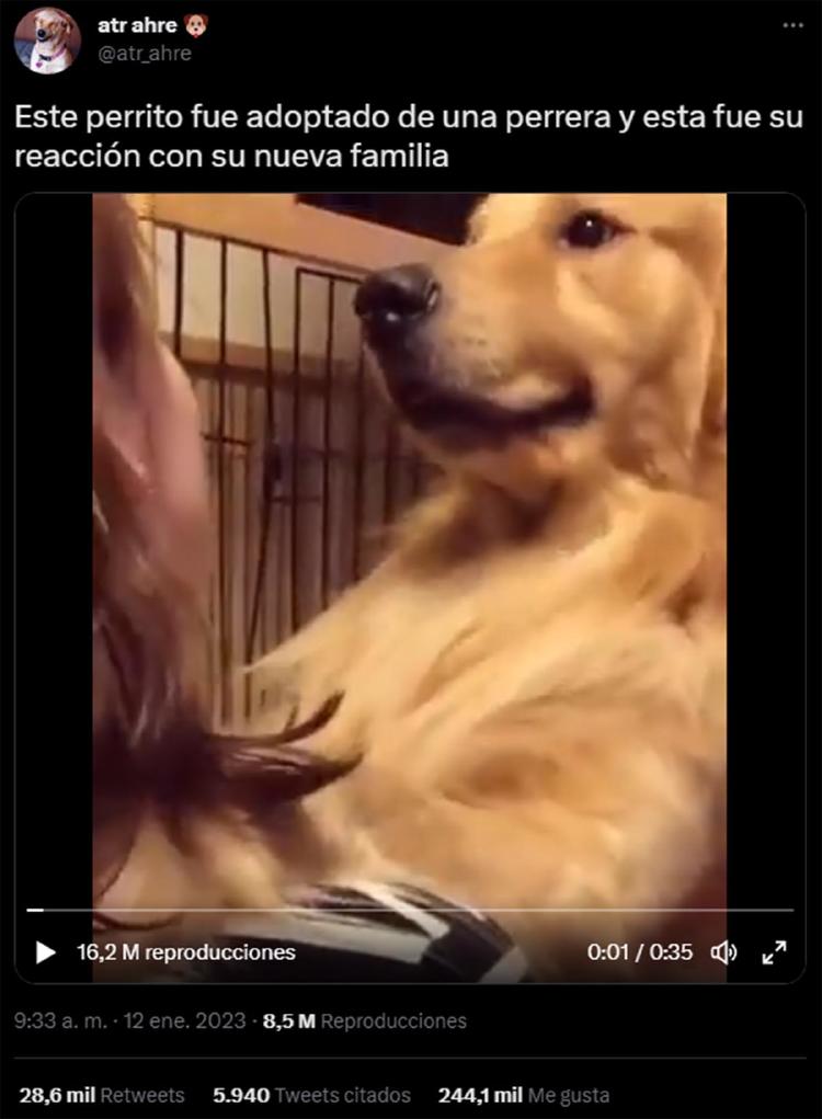 perro adoptado perro adoptado