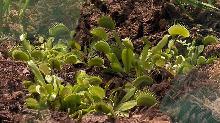 planta carnivora venus atrapamoscas planta carnivora venus atrapamoscas