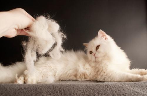 sacar pelo de gato sacar pelo de gato