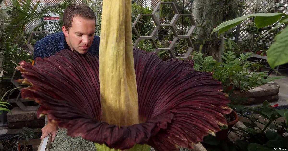 Flor cadáver olor Flor cadáver olor