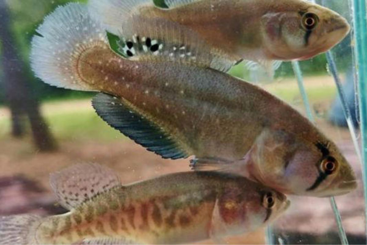 Hallazgo sin precedentes en Argentina: encontraron una nueva especie de pez gigante que vive en la sequía. (msn.com)