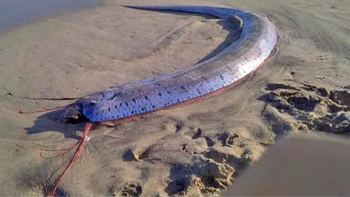 pez El hallazgo de este misterioso pez ha desatado temores y teorías sobre su conexión con desastres naturales. ¿Es una señal de lo que está por venir?.