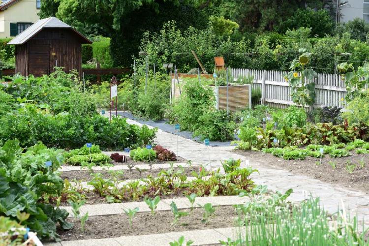 huertos escolares huertos escolares