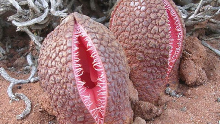 Hydnora africana La Hydnora africana es una especie parasitaria que crece casi en su totalidad bajo tierra, con una flor carnosa que emerge de la superficie y desprende un olor desagradable para atraer polinizadores. (Foto: Pinterest)
