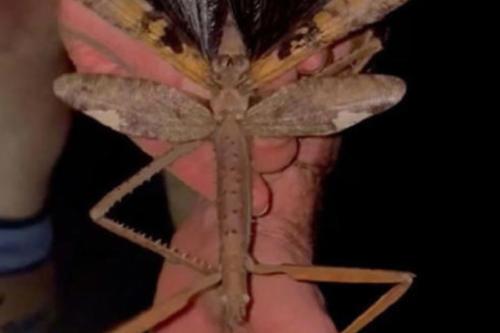 insecto Un insecto gigante descubierto en Australia… y no se parece a nada conocido© @uncut/Instagram