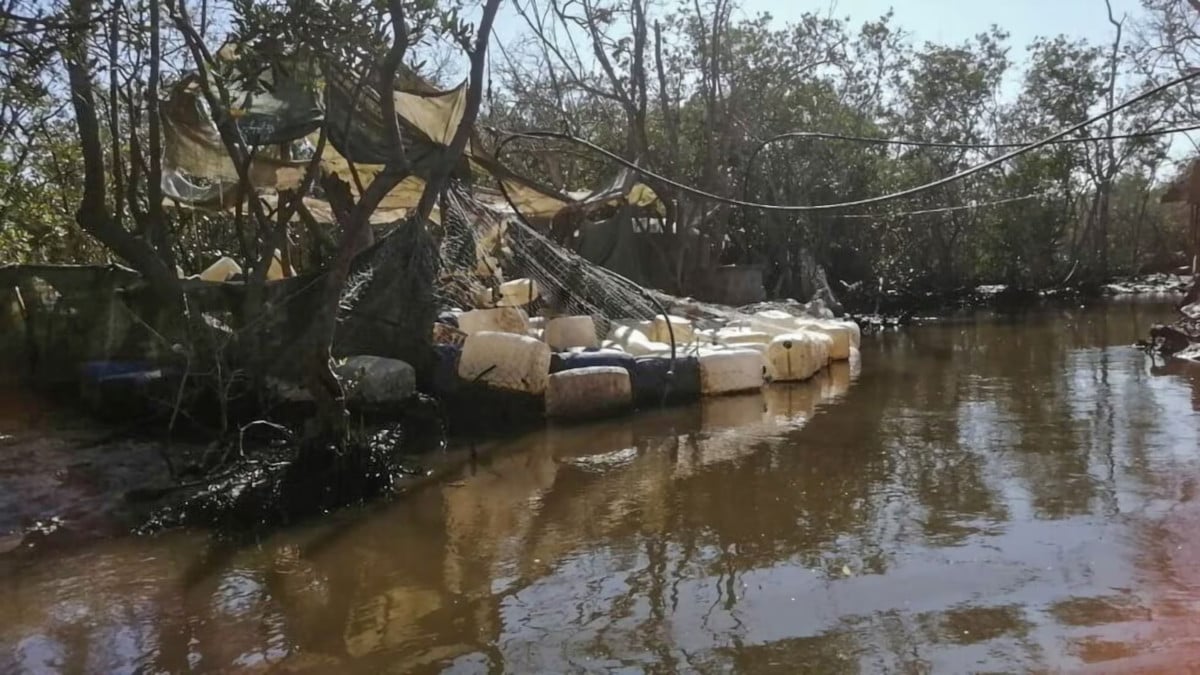 laboratorio manglar sinaloa2