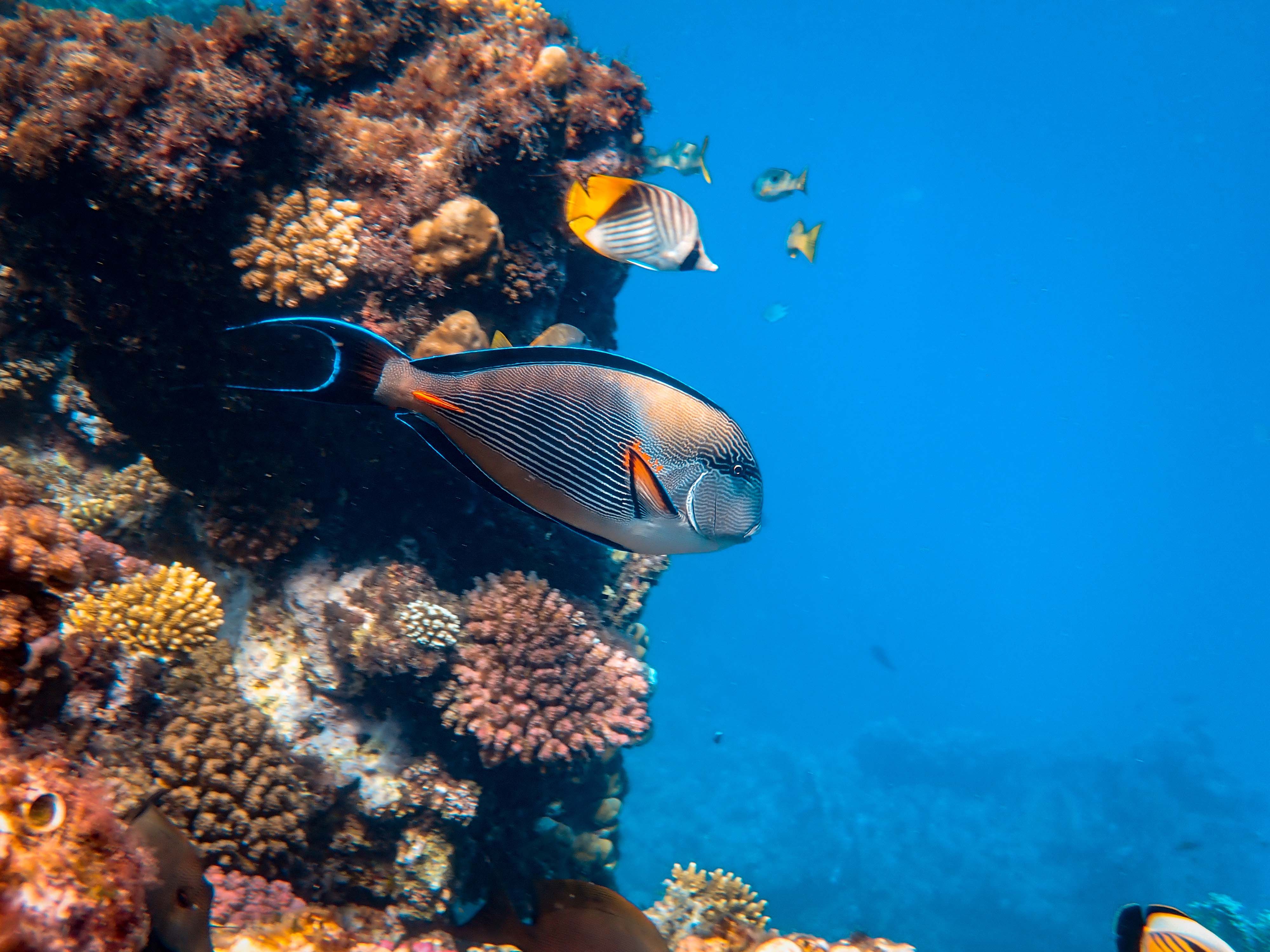 Ecosistema marino/ Pexels