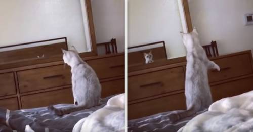 Este gatito se miró al espejo y descubrió sus orejas. ¡Mira qué tierna es su rea