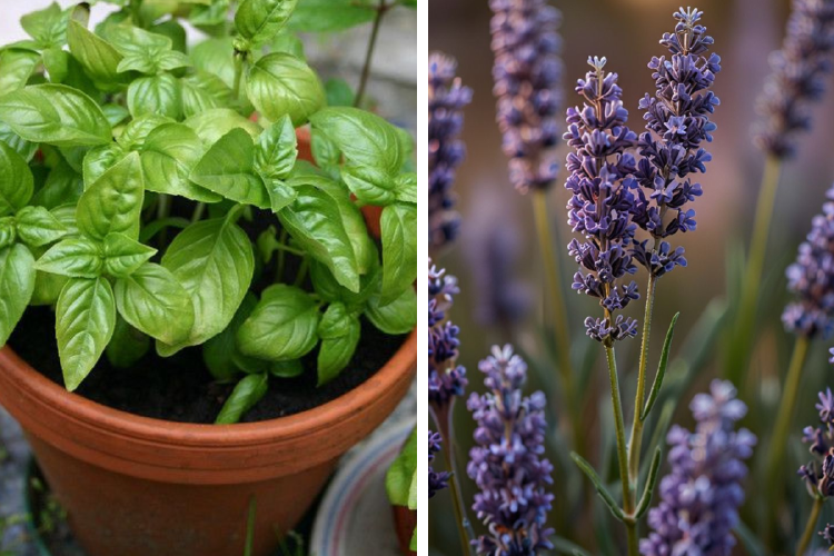plantas Optar por alternativas vegetales permite reducir la exposición a aerosoles y productos sintéticos que pueden afectar la salud y el ambiente. (Imagen: Pinterest)