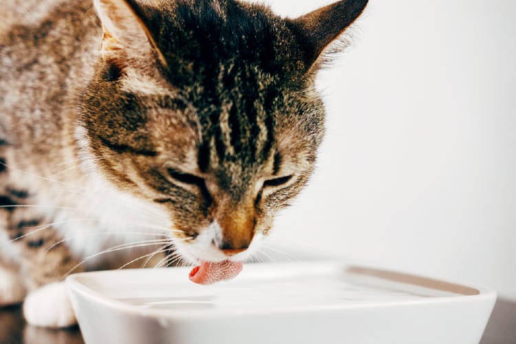 gato toma agua