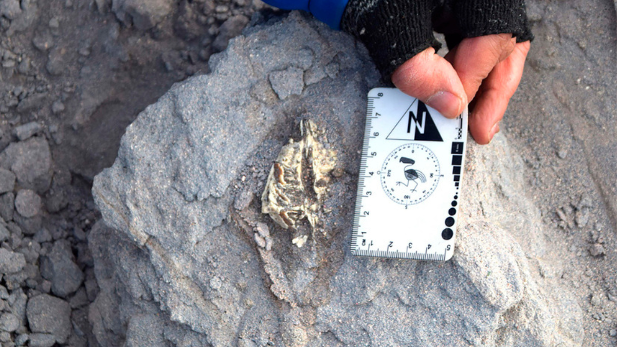 hallazgo chubut Describieron en Catamarca, Argentina nueva especie de mamífero prehistórico. Lo llamaron Ichhutherium wayra/Matías Armella /INSUGEO