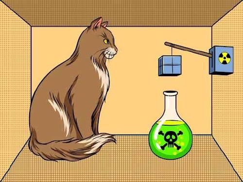 gato filosofo gato filosofo