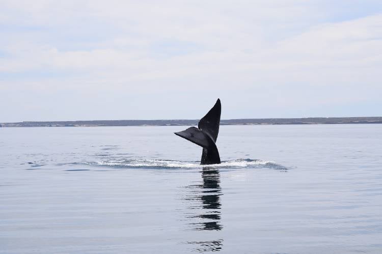 Ballena Franca Austral I (1)