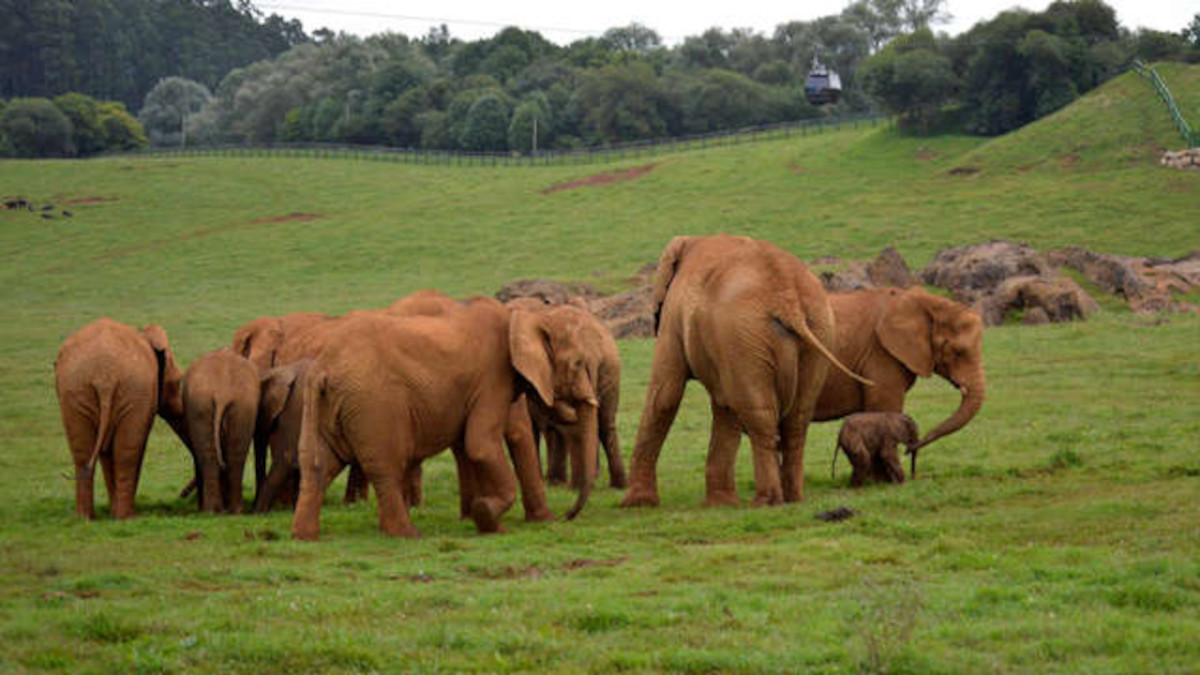 elefante africano cría2