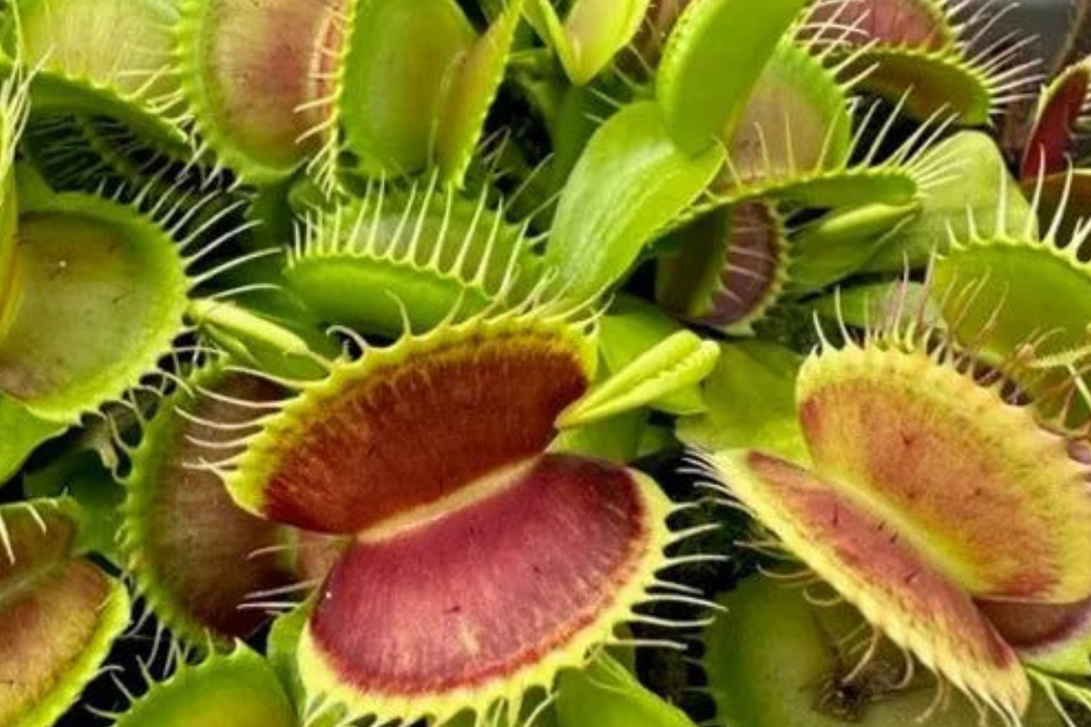 planta carnivora las plantas carnívoras son sensibles al ambiente. (Foto: Pinterest)