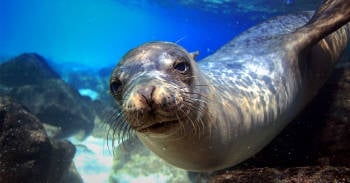 alerta estado conservacion galapagos